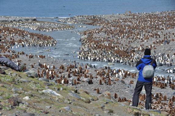 Admirando a fantástica St Andrews Bay, na Geórgia do Sul, a maior colônia de pinguins rei do mundo